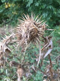 Close-up of dandelion