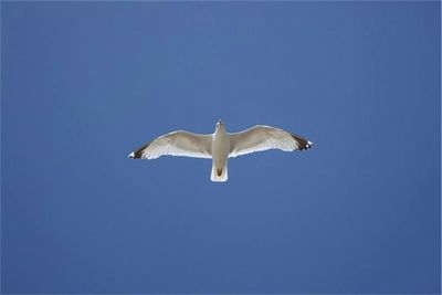 Low angle view of seagull against clear blue sky