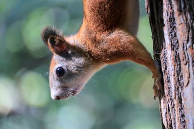 Close-up of squirrel