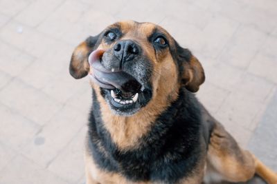 High angle portrait of a dog