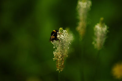 Close-up of bee pollinating on flower