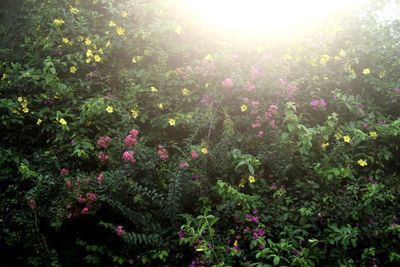 View of flowering plants in garden