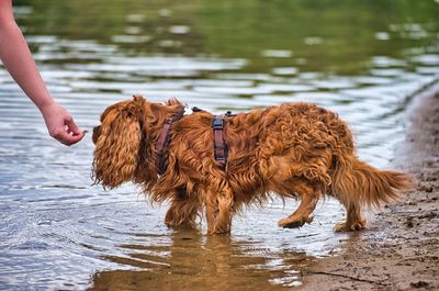 Full length of a dog on the lake