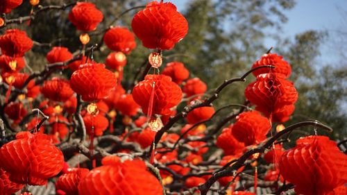 Low angle view of chinese lanterns hanging from tree