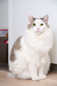 Portrait of white cat sitting at home
