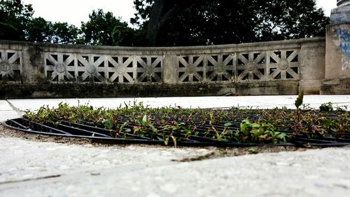 Close-up of plants against building