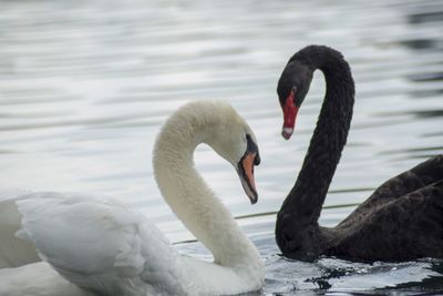 Swan floating on lake