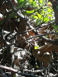 Low angle view of tree