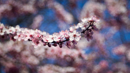 Close-up of pink cherry blossom