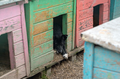 Stray dog in a kennel at an animal shelter. lonely sad abandoned stray dog. animal rescue concept