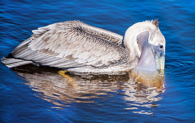 Close-up of duck swimming in lake