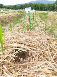 Close-up of hay bales on field