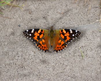 Close-up of butterfly on flower