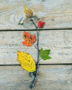 High angle view of dry leaves on table against wall