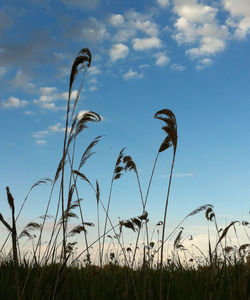 Low angle view of grass on field against sky