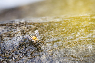 Close-up of insect on rock