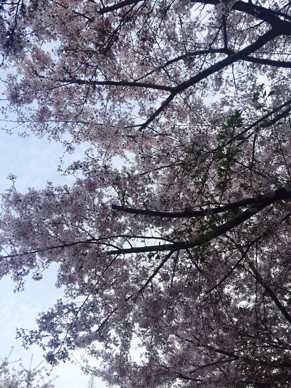 tree, low angle view, branch, growth, nature, beauty in nature, sky, tranquility, day, outdoors, no people, clear sky, freshness, scenics, white color, flower, backgrounds, tranquil scene, bare tree, leaf