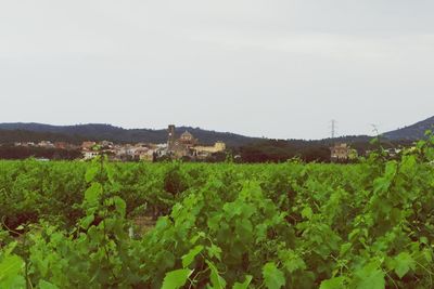 Scenic view of vineyard against sky
