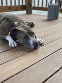 Dog resting on wooden floor