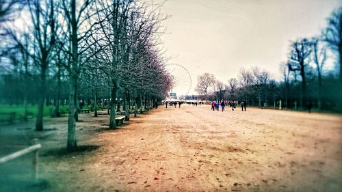 Bare trees in park