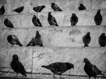 High angle view of pigeons perching