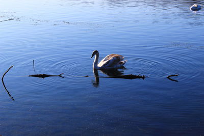 High angle view of ducks swimming in lake