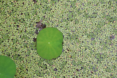 High angle view of green leaf on plant