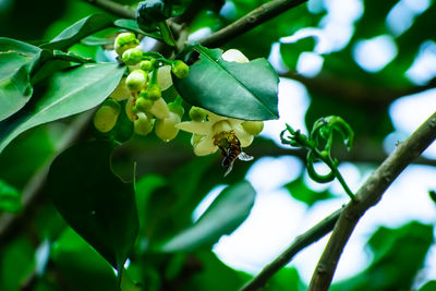 Close-up of flowering plant