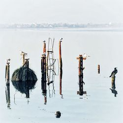 Cranes on wooden post in sea against sky