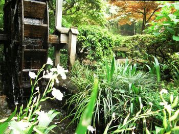 Plants and trees in park