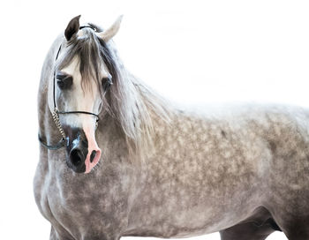 Close-up of horse against sky