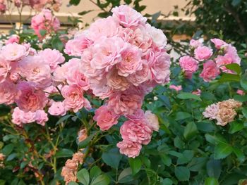 Close-up of pink roses