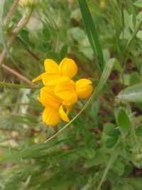 Close-up of yellow flower blooming outdoors