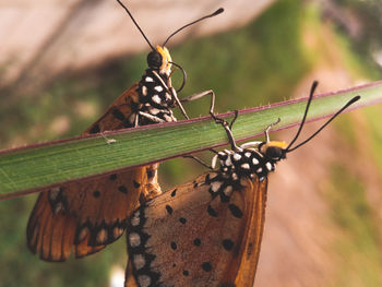 Close-up of butterfly on leaf