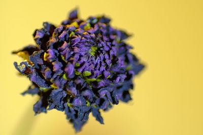 Close-up of purple flowering plant