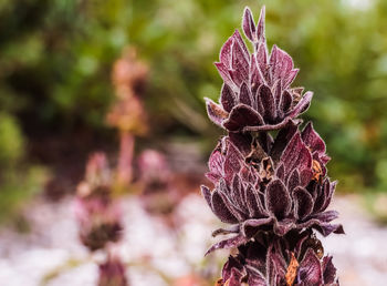 Close up of a plant