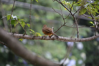 Low angle view of bird perching on branch