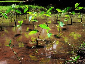 Close-up of plants in water
