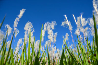 Low angle view of plants on field against blue sky