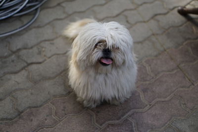 High angle view of dog on footpath