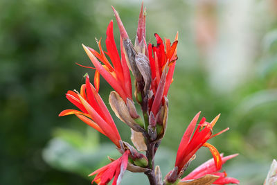 Close up of flowers on an indian shot plant