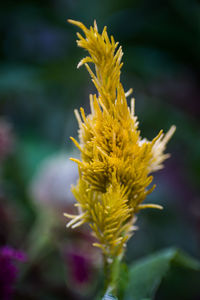 Close-up of yellow flowering plant