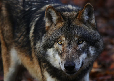 Close-up portrait of dog