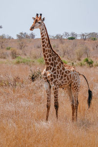 Giraffe standing on field
