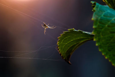 Close-up of spider on web over leaf