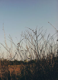 Low angle view of plants on field against clear sky