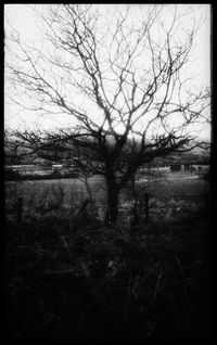 Bare trees in forest