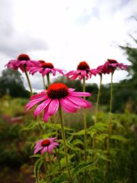 Close-up of pink flowers