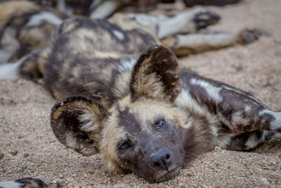 Close-up portrait of dog lying on sand