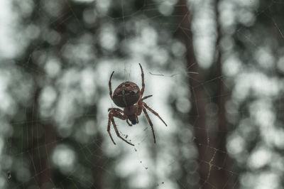 Close-up of spider on web